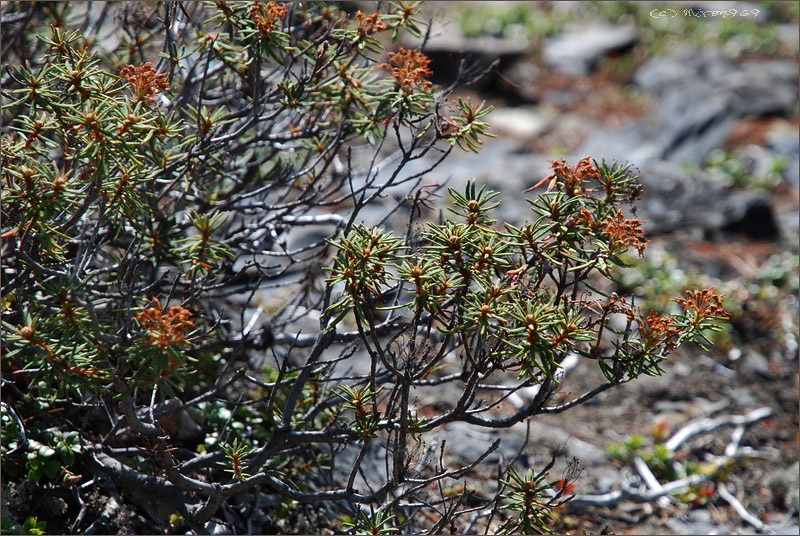 Image of Ledum palustre specimen.