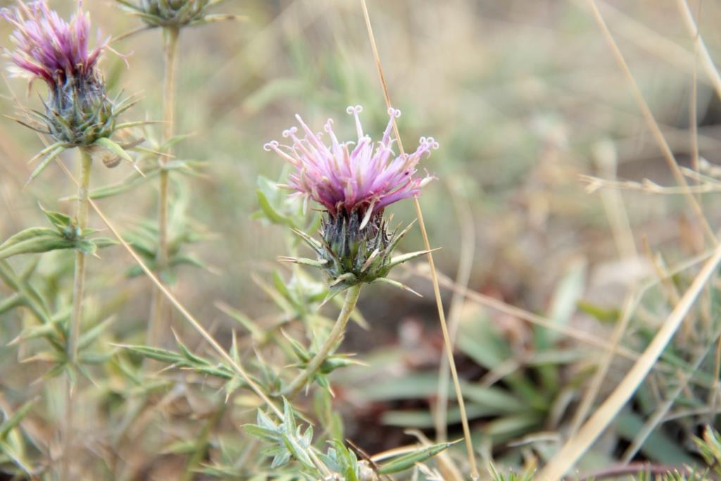 Image of Cousinia bonvalotii specimen.