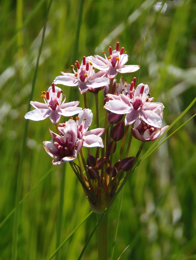 Изображение особи Butomus umbellatus.