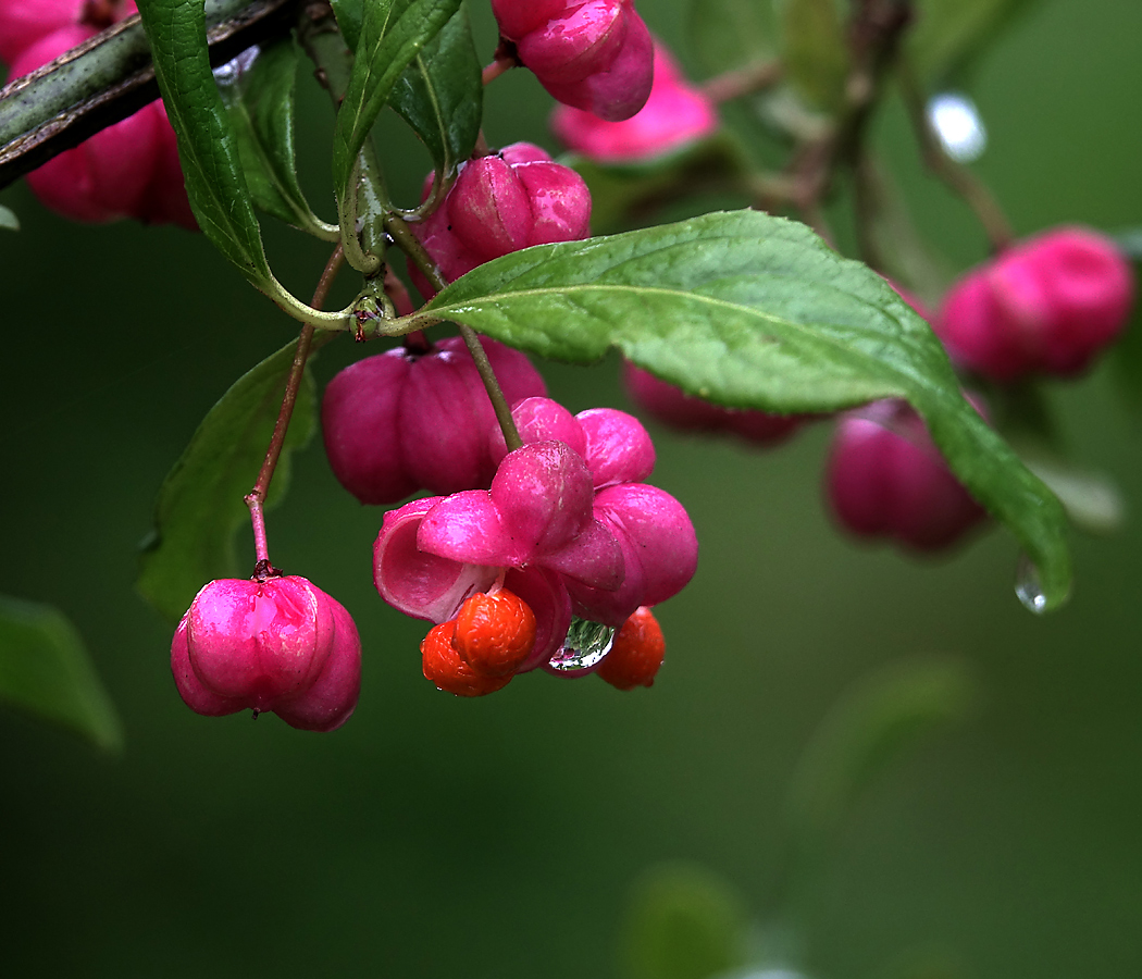 Image of Euonymus europaeus specimen.