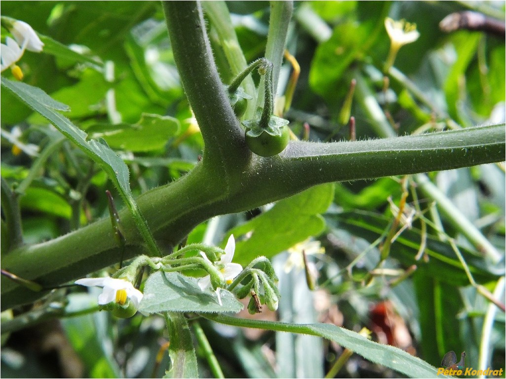 Изображение особи Solanum nigrum.