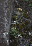 Arabidopsis arenosa