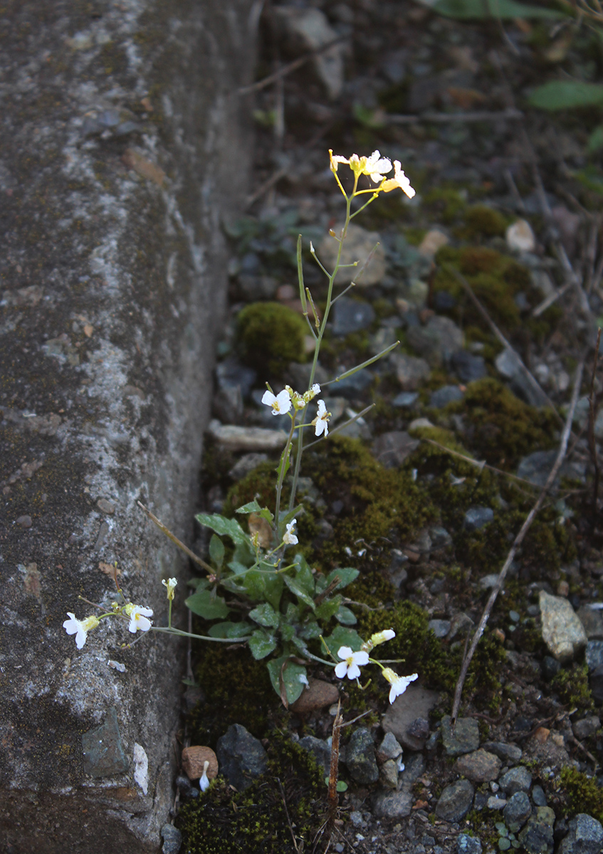 Изображение особи Arabidopsis arenosa.