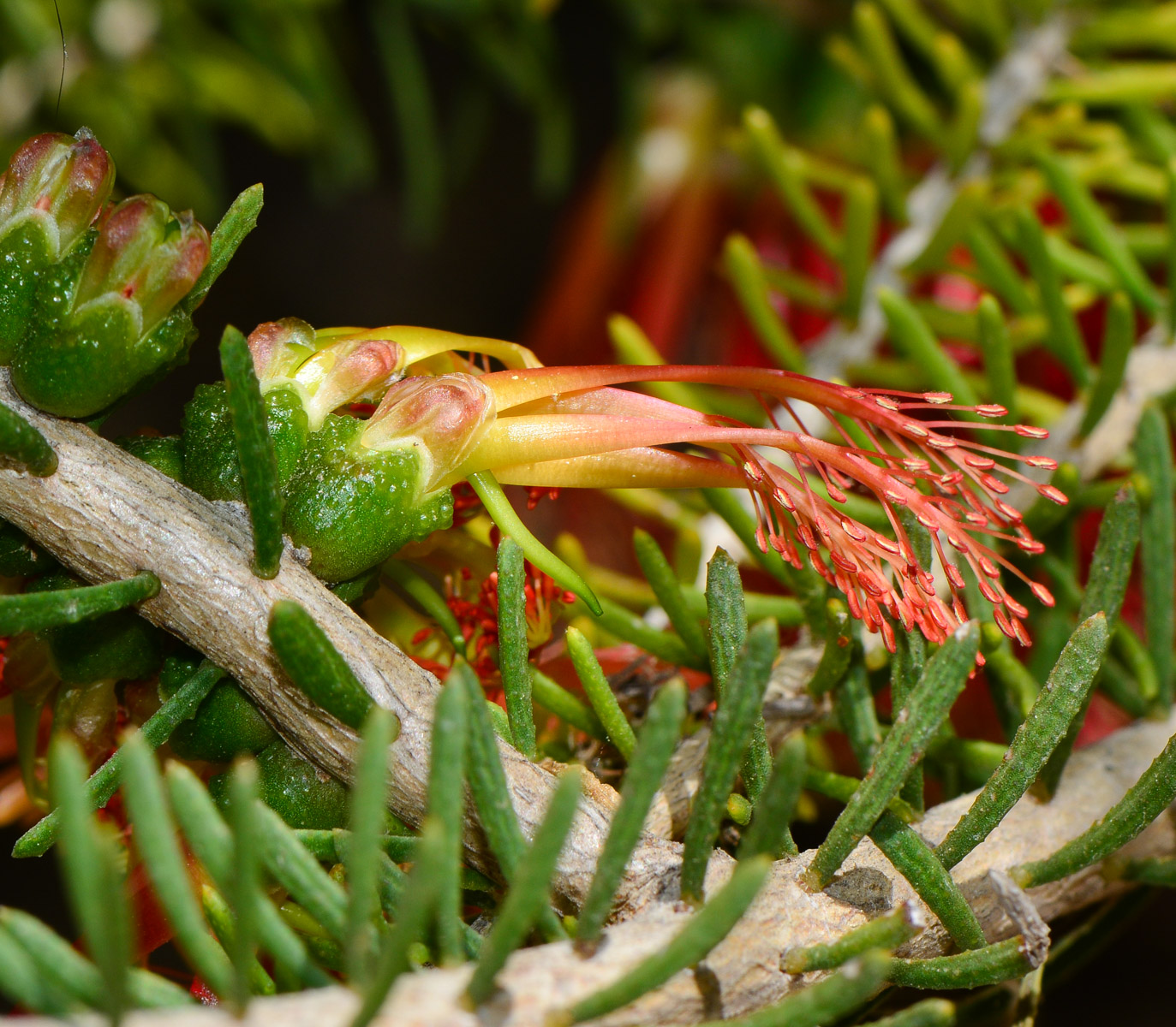 Изображение особи Calothamnus quadrifidus.