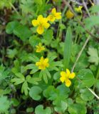 Viola biflora. Цветущие растения. Бурятия, южная часть Баргузинского хребта, окр. перевала Снежного, ≈ 1500 м н.у.м., берег ручья. 16.07.2009.
