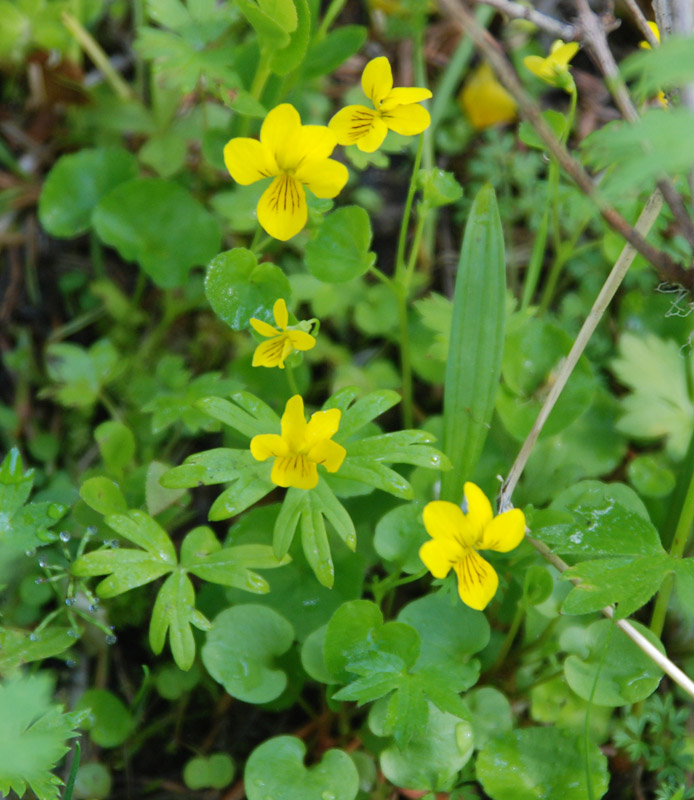 Image of Viola biflora specimen.