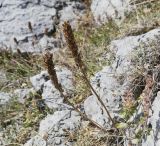 Pedicularis sibthorpii. Высохшие плодоносящие побеги (в сообществе Teucrium). Крым, городской округ Ялта, Ай-Петринская яйла, вершина скального выступа. 14.08.2017.