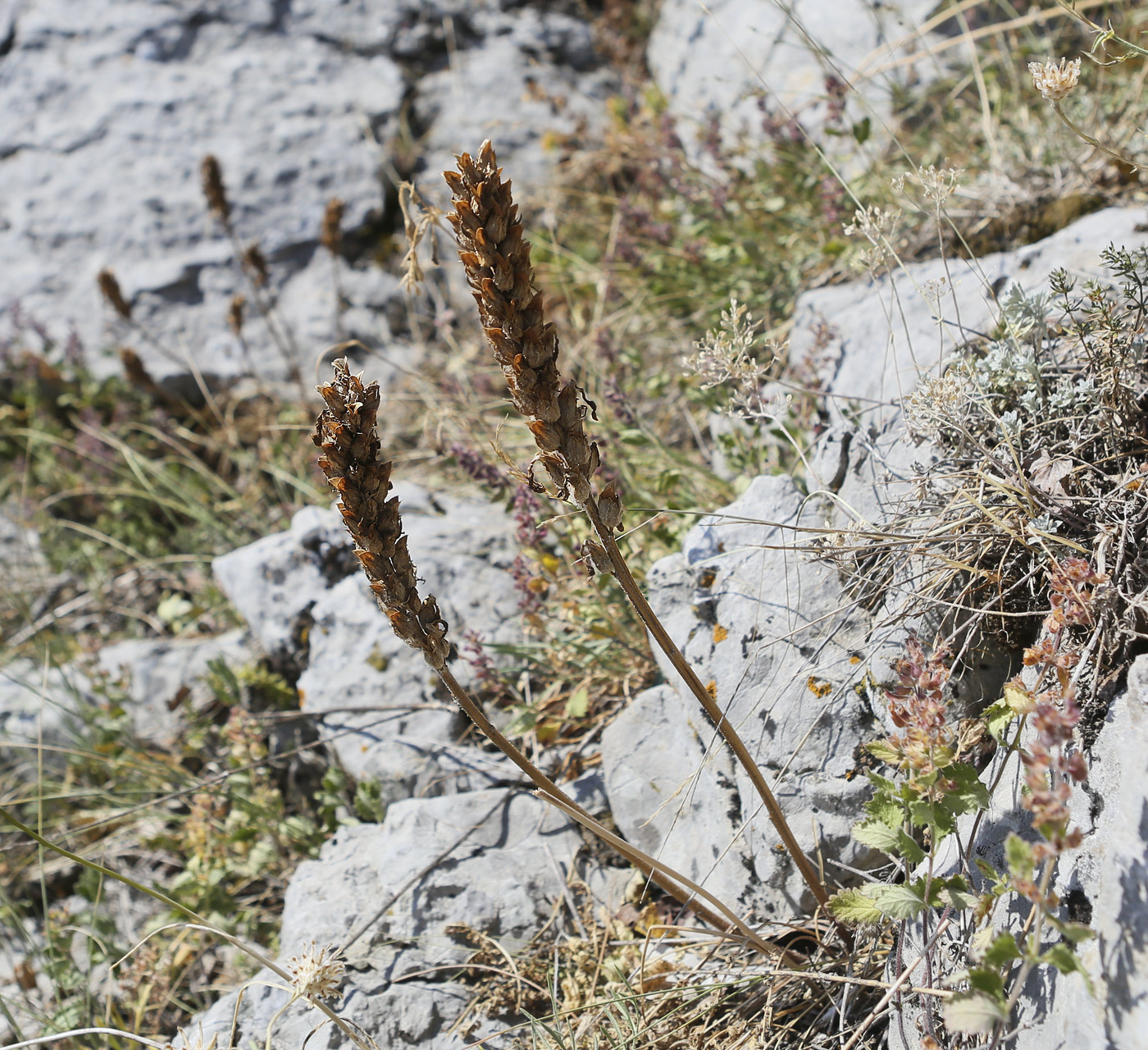 Изображение особи Pedicularis sibthorpii.