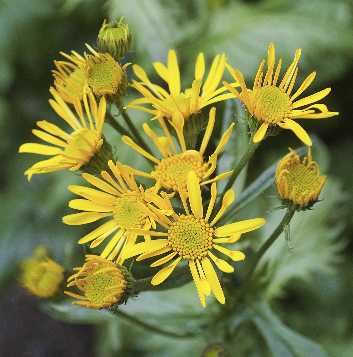 Image of Senecio alpinus specimen.