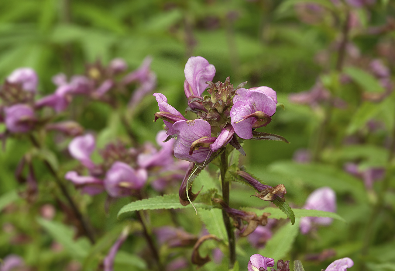 Image of Pedicularis resupinata specimen.