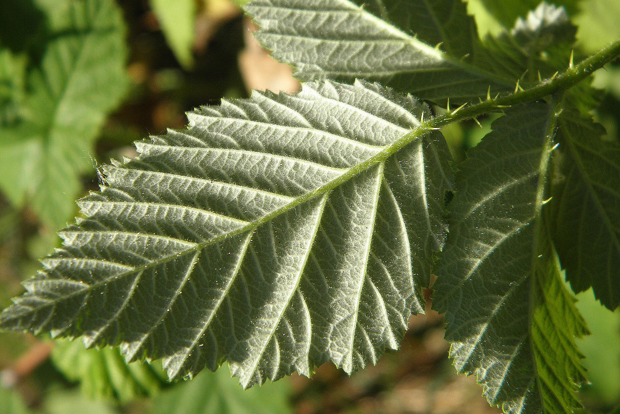 Image of Rubus canescens specimen.