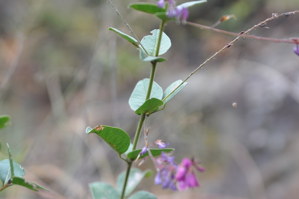 Изображение особи Campylotropis polyantha.