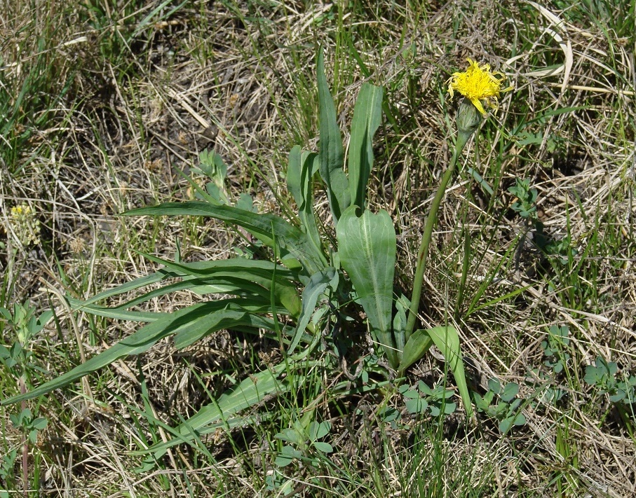 Image of Scorzonera glabra specimen.