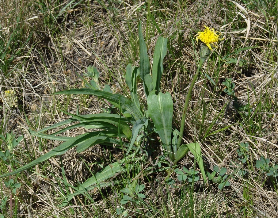 Изображение особи Scorzonera glabra.