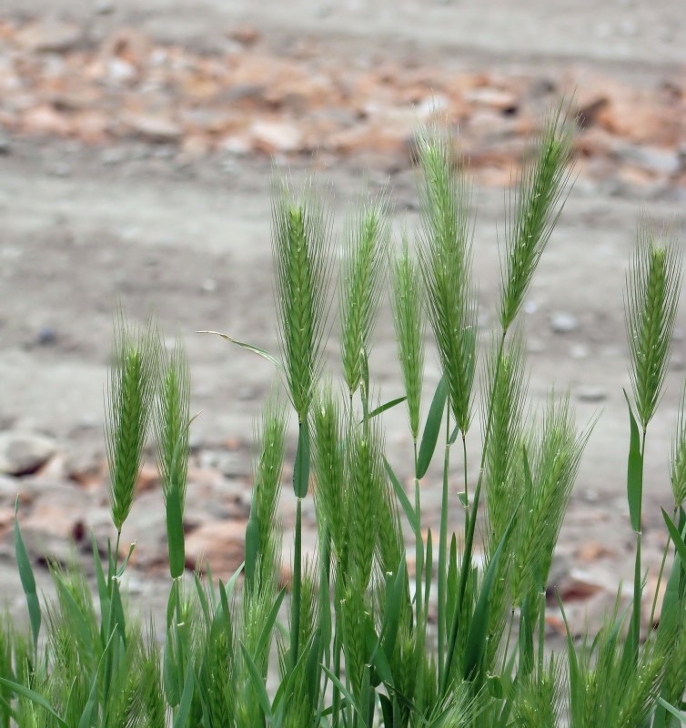 Image of Hordeum leporinum specimen.