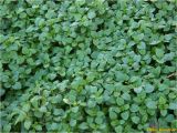 genus Stellaria