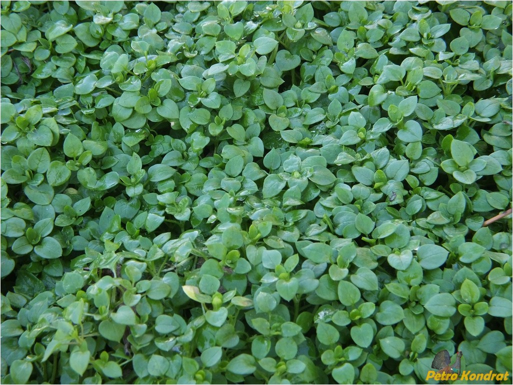 Image of genus Stellaria specimen.