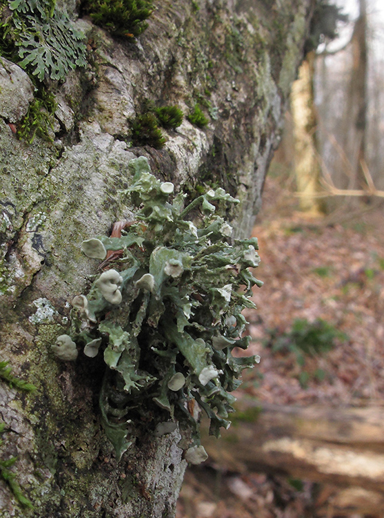 Изображение особи Ramalina fastigiata.