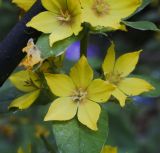 Lysimachia punctata
