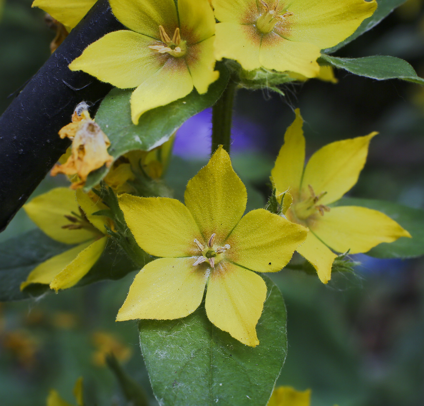 Изображение особи Lysimachia punctata.