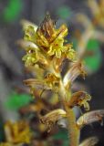 Orobanche laxissima. Верхушка соцветия. Адыгея, хребет Уна-Коз, ≈ 1000 м н.у.м., широколиственный лес. 02.07.2017.