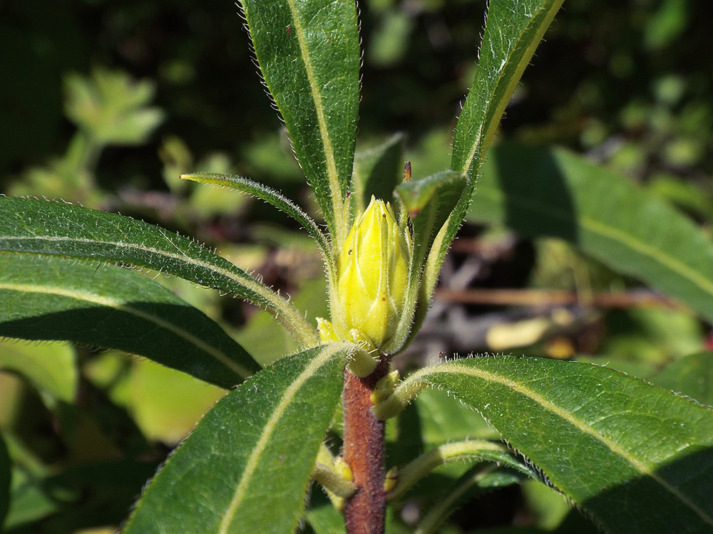 Изображение особи Rhododendron luteum.