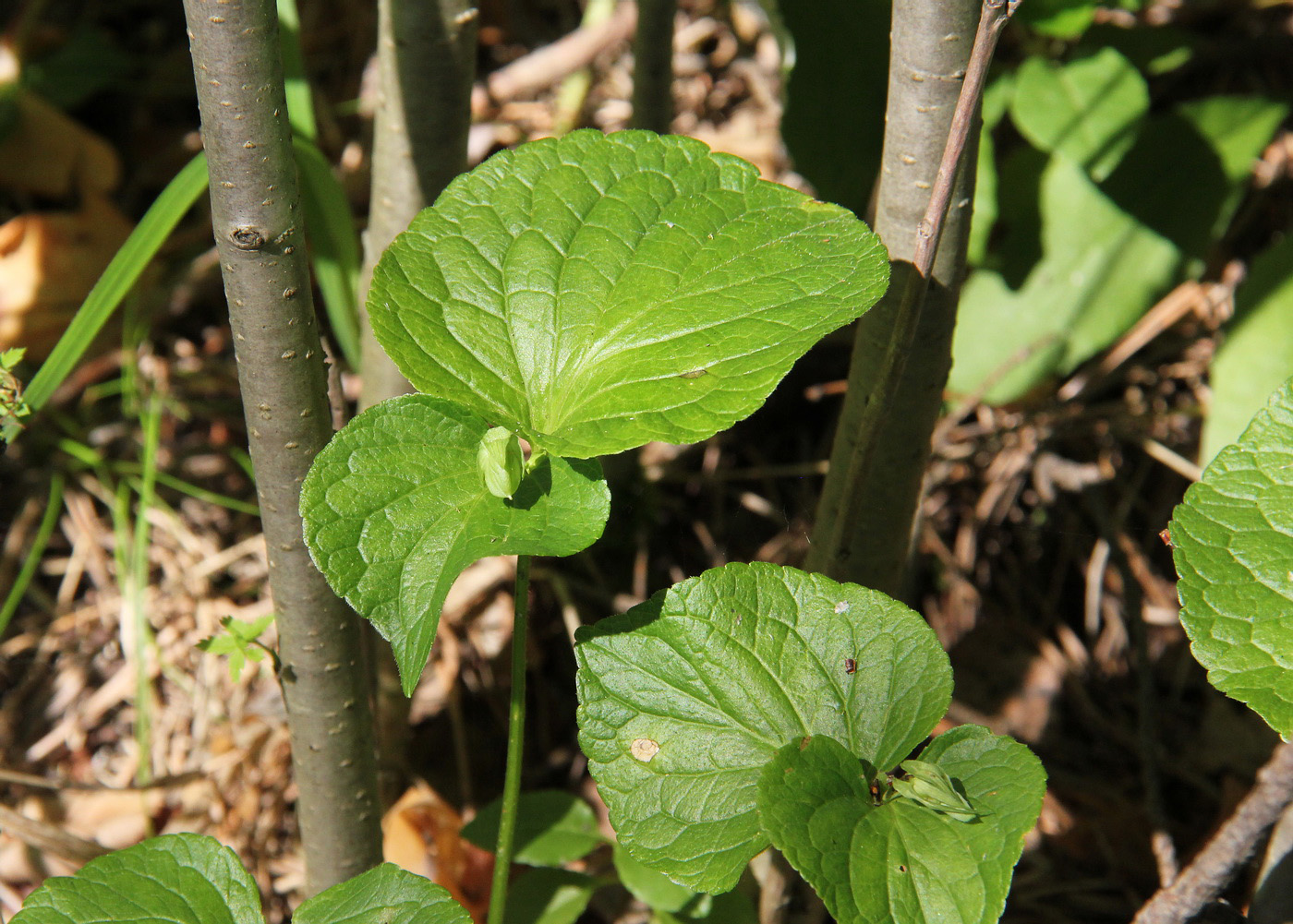 Изображение особи Viola mirabilis.