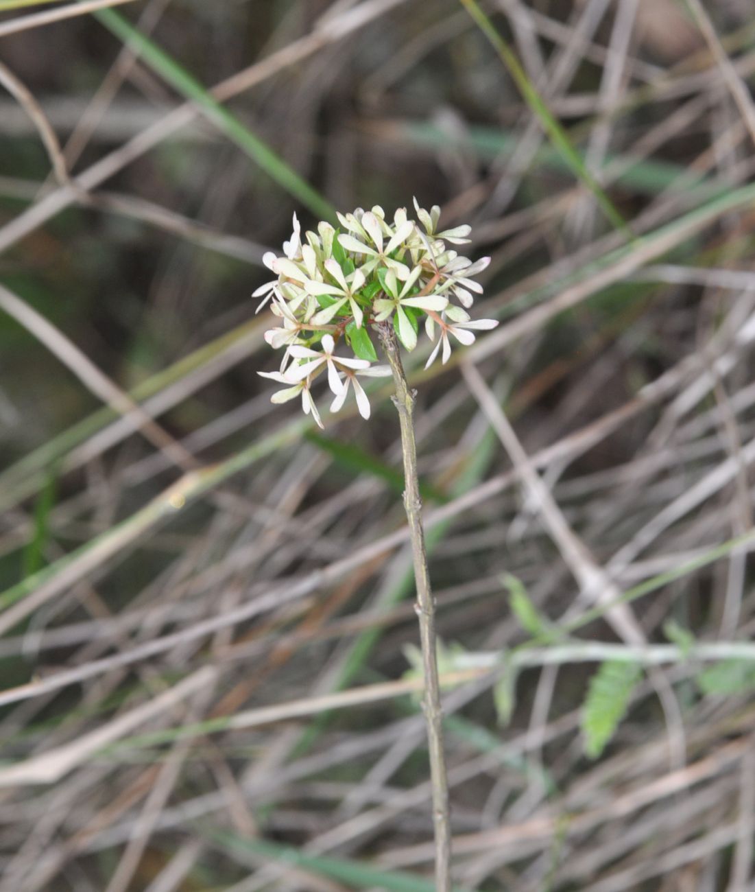 Изображение особи Abelia chinensis.