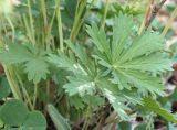 Potentilla longipes