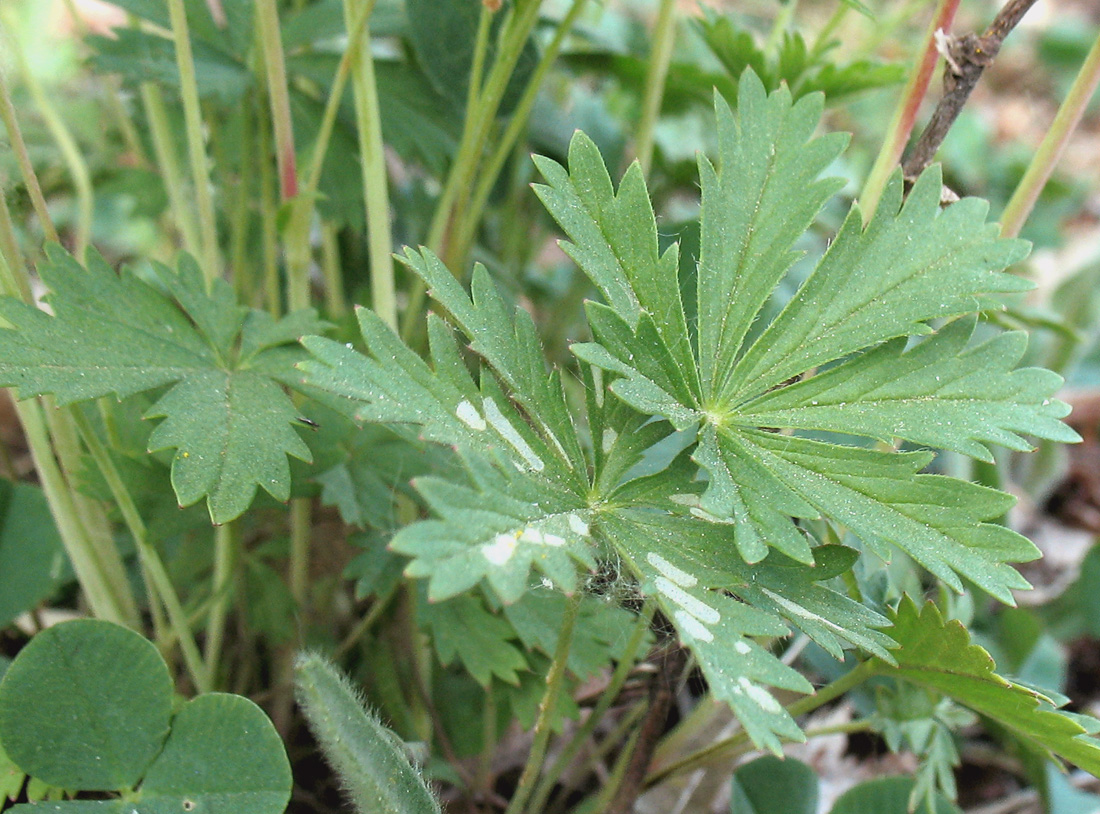 Изображение особи Potentilla longipes.