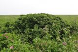 Sorbus sambucifolia