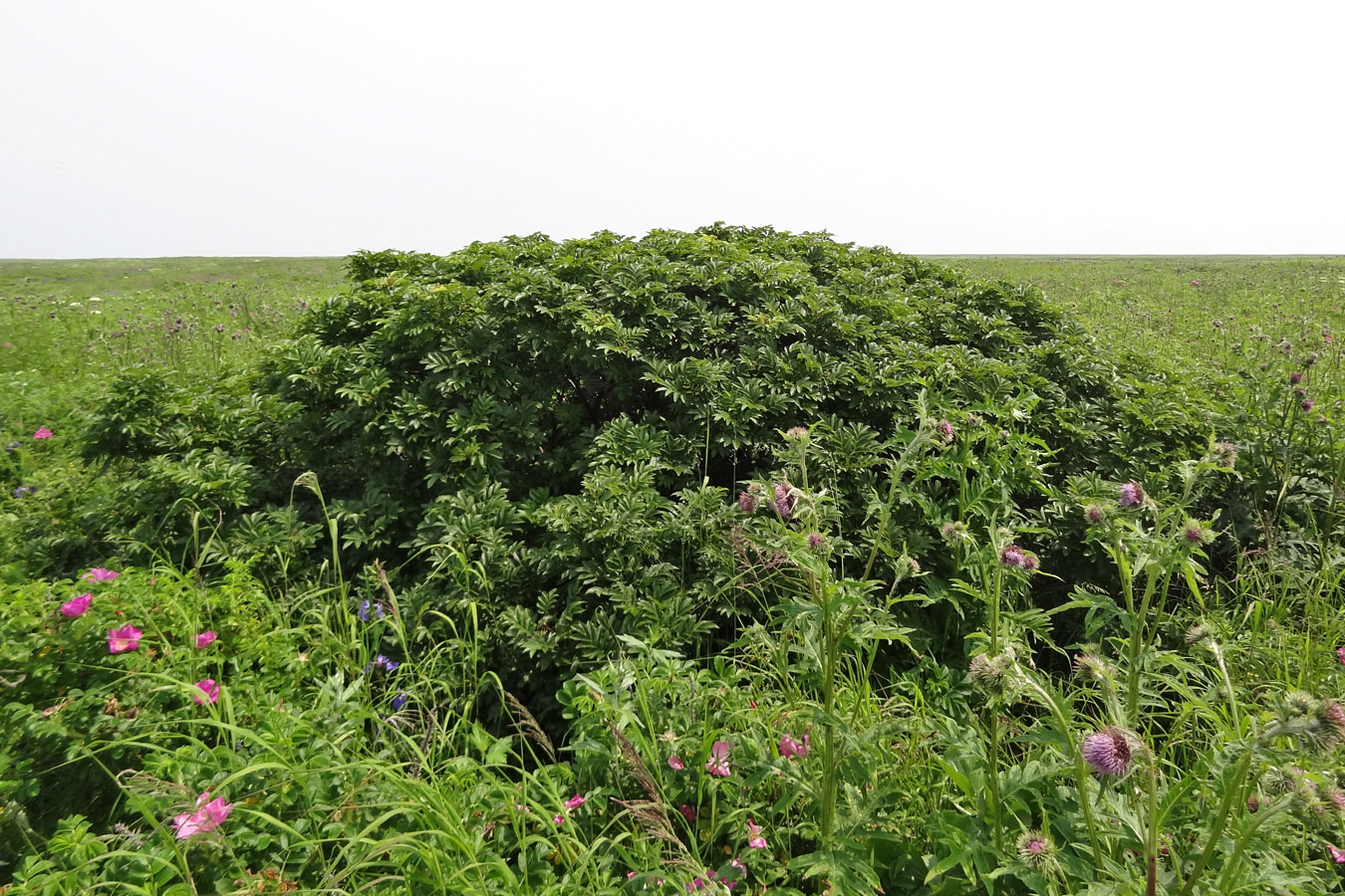 Изображение особи Sorbus sambucifolia.