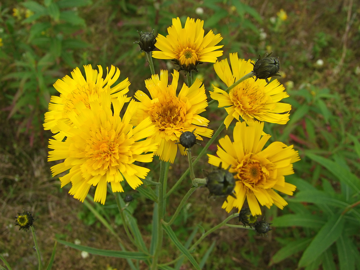 Изображение особи Hieracium umbellatum.