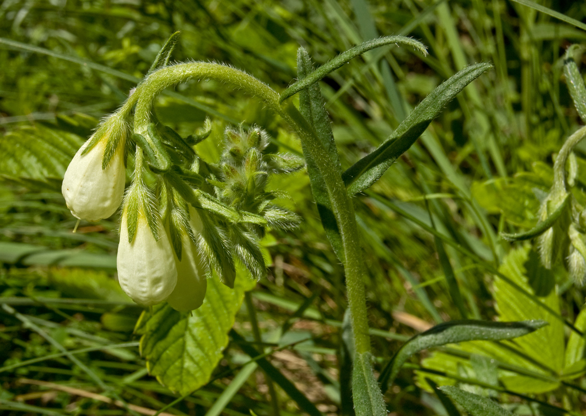 Изображение особи Onosma volgensis.