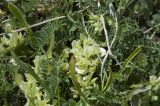genus Astragalus
