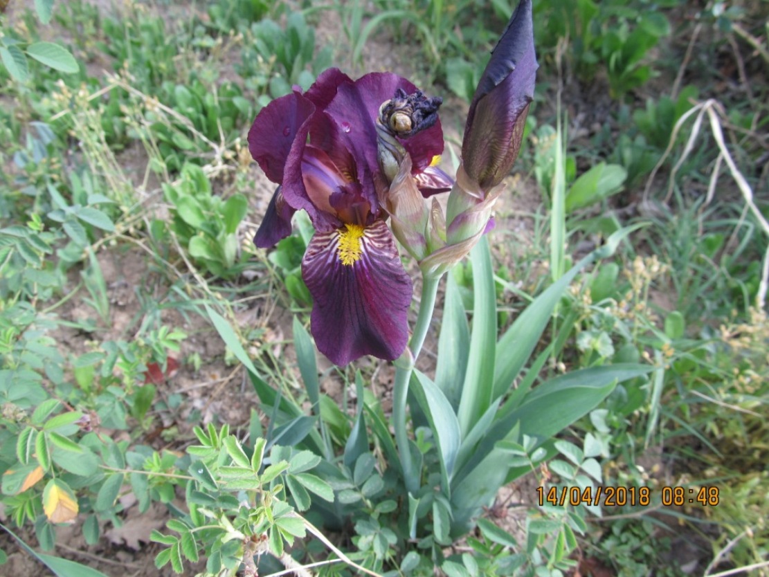 Image of Iris &times; hybrida specimen.