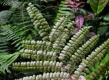 Didymochlaena truncatula. Верхушка вайи (вид снизу). Малайзия, Камеронское нагорье, ≈ 1500 м н.у.м., влажный тропический лес. 03.05.2017.