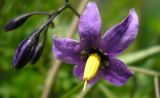 Solanum dulcamara