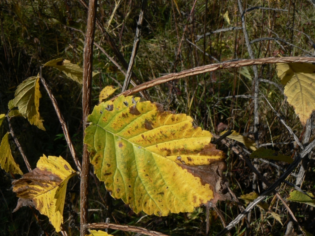 Изображение особи Ulmus japonica.
