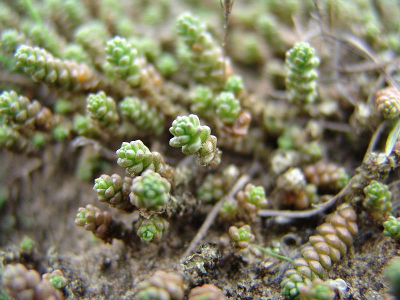Image of Sedum acre specimen.