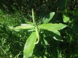 Salix cinerea. Верхушка молодого побега. Московская обл., Луховицкий р-н, пойма реки Ройка, злаково-разнотравная луговая группировка (восстанавливающийся после повреждения человеком пойменный луг у границы дачного поселка). 28.05.2018.