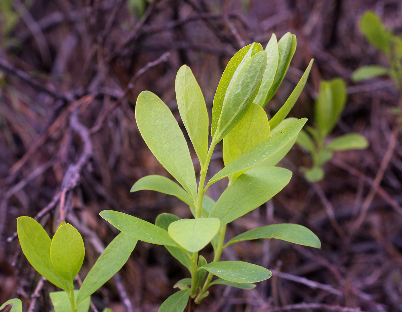 Image of Vaccinium uliginosum specimen.