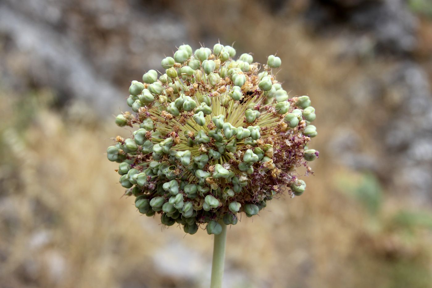 Изображение особи Allium majus.