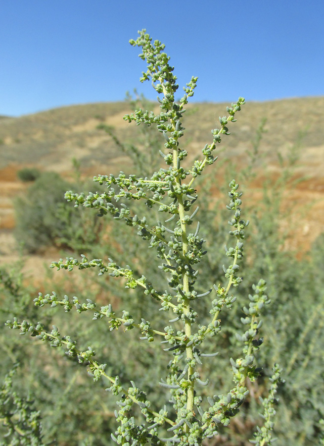 Изображение особи Suaeda microphylla.