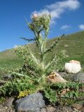 Cirsium semenowii. Цветущее растение. Кыргызстан, Зап. Тянь-Шань, Таласский Алатау, южн. сторона пер. Кара-Буура, ≈ 3150 м н.у.м., на берегу ручья Чон-Тор. 17 июля 2018 г.