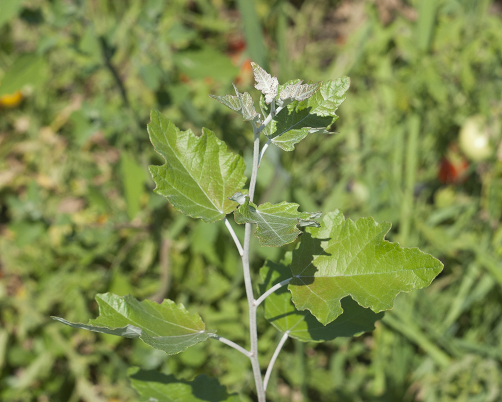 Изображение особи Populus alba.