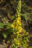 Verbascum nigrum. Верхняя часть соцветия. Пермский край, Суксунский р-н, окр. дер. Берёзовка, долина р. Сылва, каменистая осыпь под прибрежным скальником. 19 августа 2018 г.