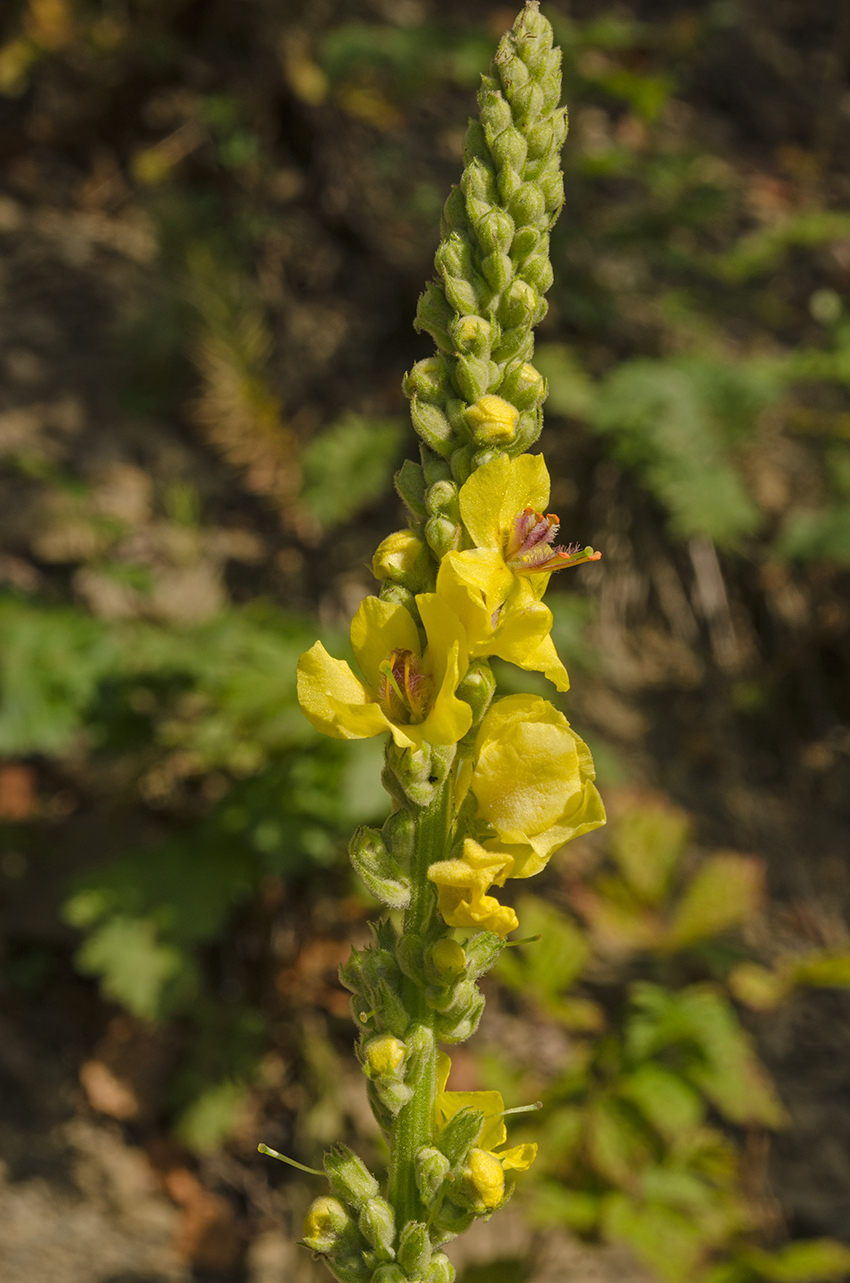 Изображение особи Verbascum nigrum.