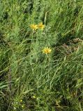 Tragopogon dubius ssp. major