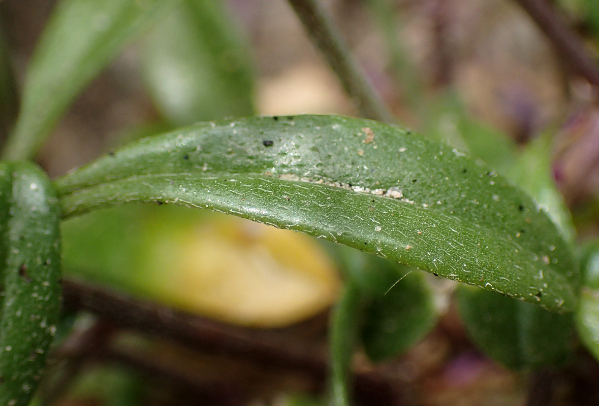 Image of Malcolmia flexuosa specimen.